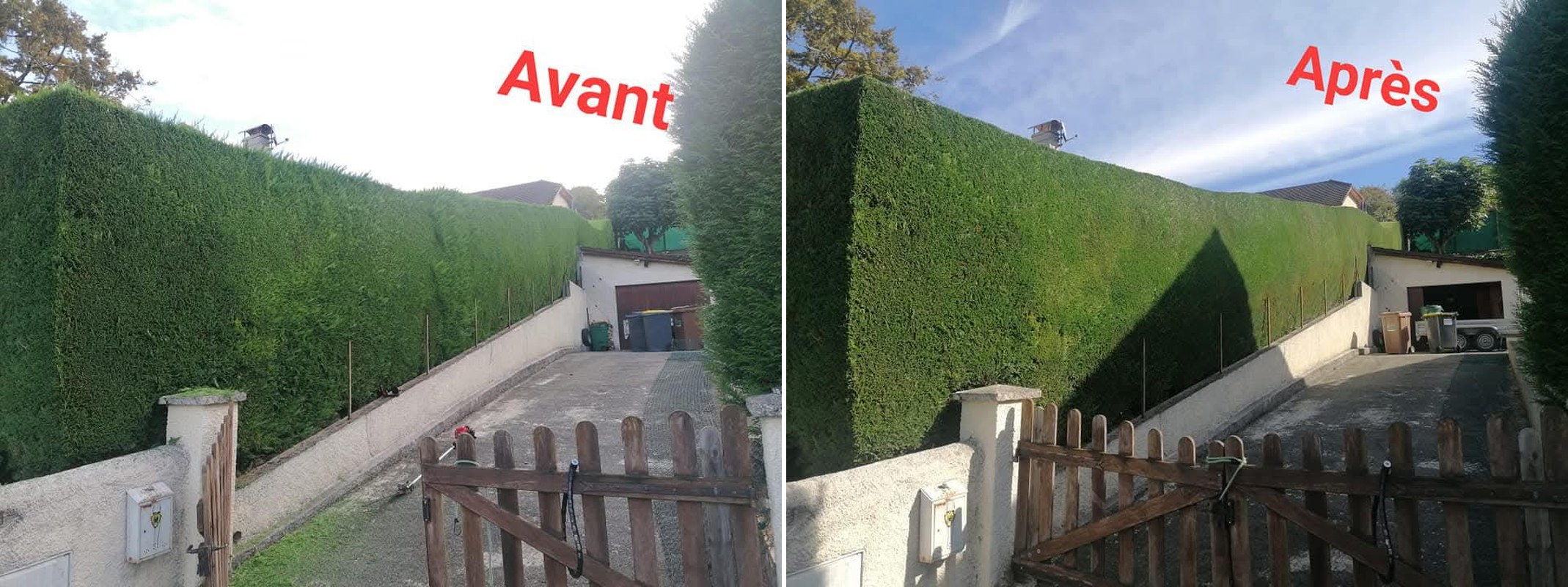Taille haie de thuyas